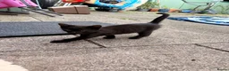 Mixed Breed cats for sale: Kittens in Worcester - Advert 4
