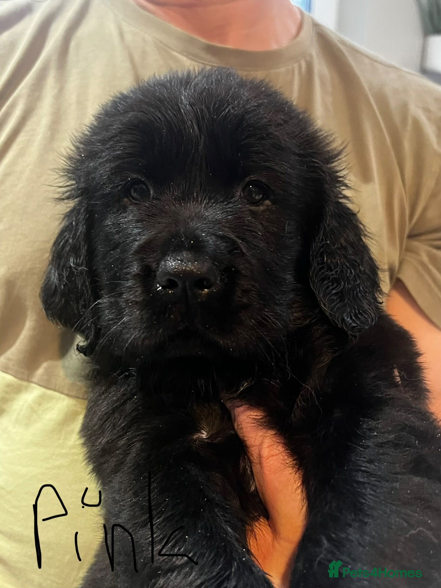Mixed Breed dogs Golden retrievers flat coat retriever  - Advert 3