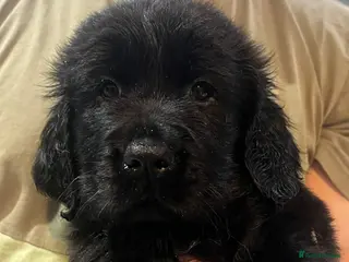 Mixed Breed dogs Golden retrievers flat coat retriever - Advert 13
