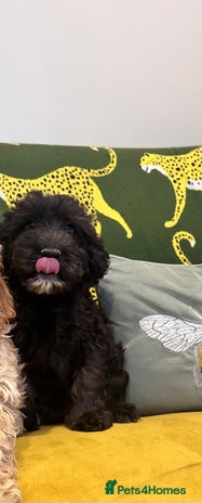 Cockapoo dogs - Advert 1