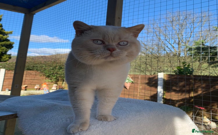 British Shorthair cats - Advert 4