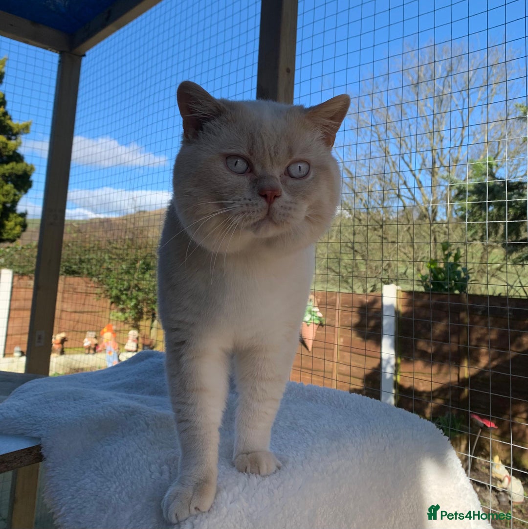 British Shorthair cats for stud: Zeus-Cream of the crop! GCCF/TICA reg  - Image 3