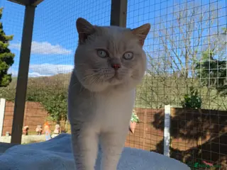 British Shorthair cats Cream of la crop! Blood group B. GCCF/TICA reg - Advert 4