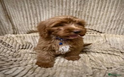 Cockapoo dogs for sale: Red Cockapoo  - Image 14