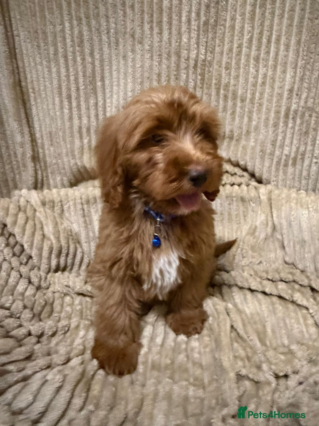 Cockapoo dogs for sale: Red Cockapoo  - Image 14