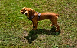 Cocker Spaniel dogs for sale: Luna cocker-spaniel  - Image 2