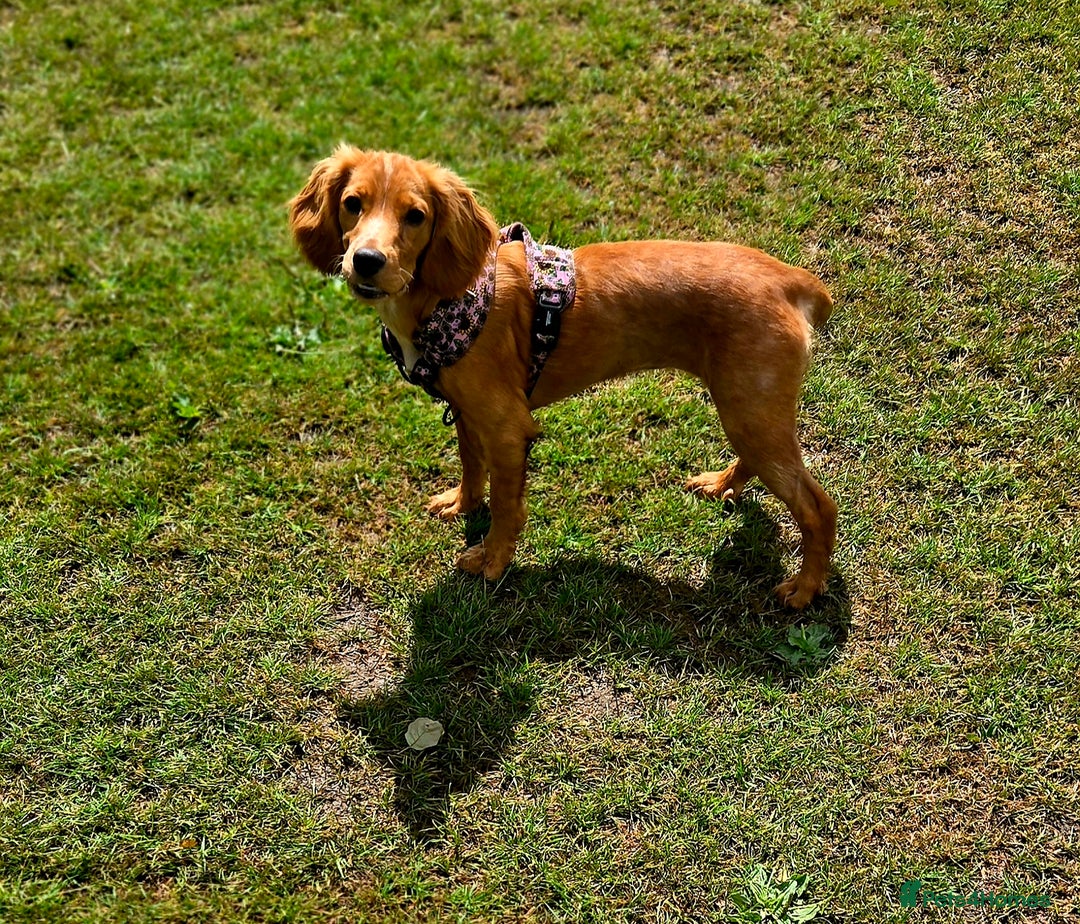 Cocker Spaniel dogs for sale: Luna cocker-spaniel  - Image 2