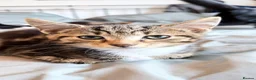 Domestic Shorthair cats for sale: Domestic Shorthair Tabby - Advert 32