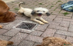 Labradoodle dogs for sale: £550 unreal pups 😊 F1 miniature labradoodles in South Shields - Image 8