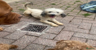 Labradoodle dogs in South Shields - Advert 10
