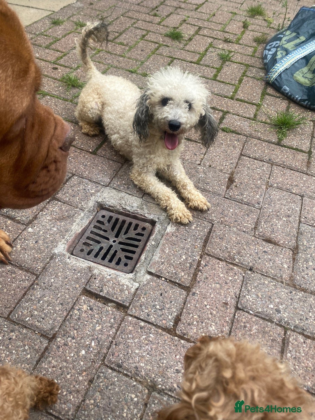 Labradoodle dogs for sale: £550 unreal pups 😊 F1 miniature labradoodles in South Shields - Image 8