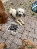 Labradoodle dogs in South Shields - Advert 10