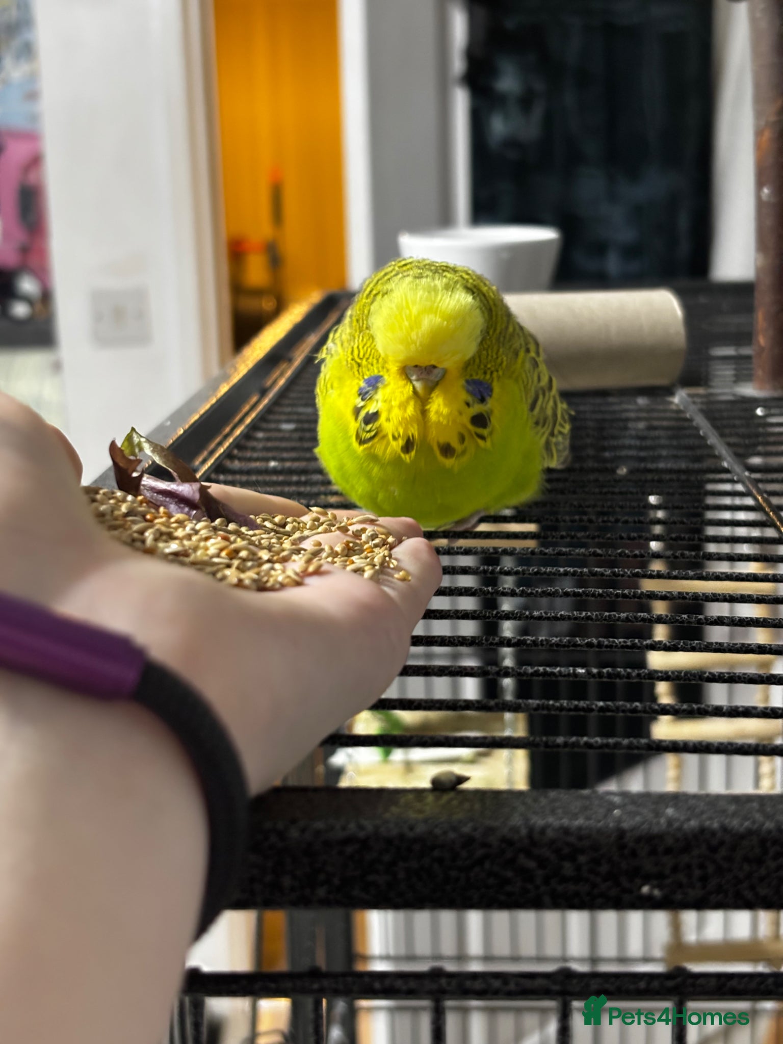 Budgerigars birds Male green budgie  - Advert 1