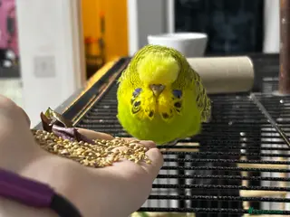 Budgerigars birds Male green budgie - Advert 1