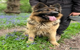 German Shepherd dogs for sale: German shepherd puppies  - Image 5