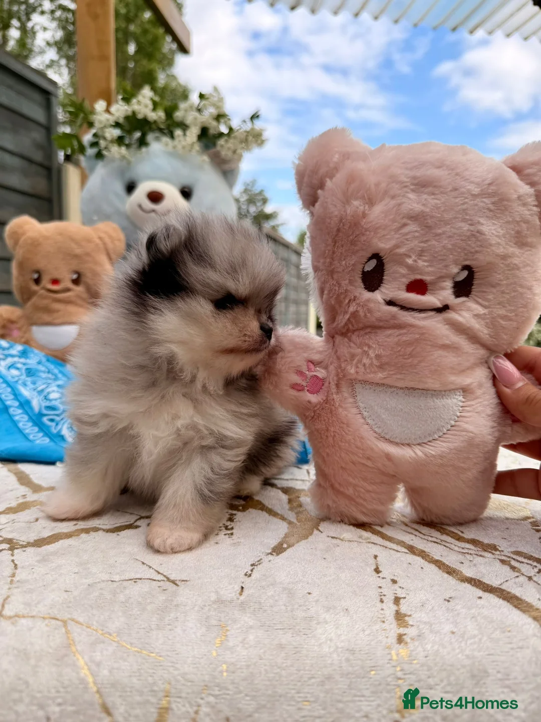 Pomeranian dogs for sale: Pomeranian Unique colour boys  - Advert 2