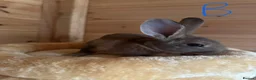 Rex rabbits for sale: Beautiful mini/standard mix Rex Bunnies - Advert 3