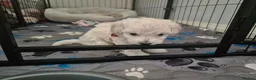 Maltipoo dogs for sale: One female puppy - Advert 5