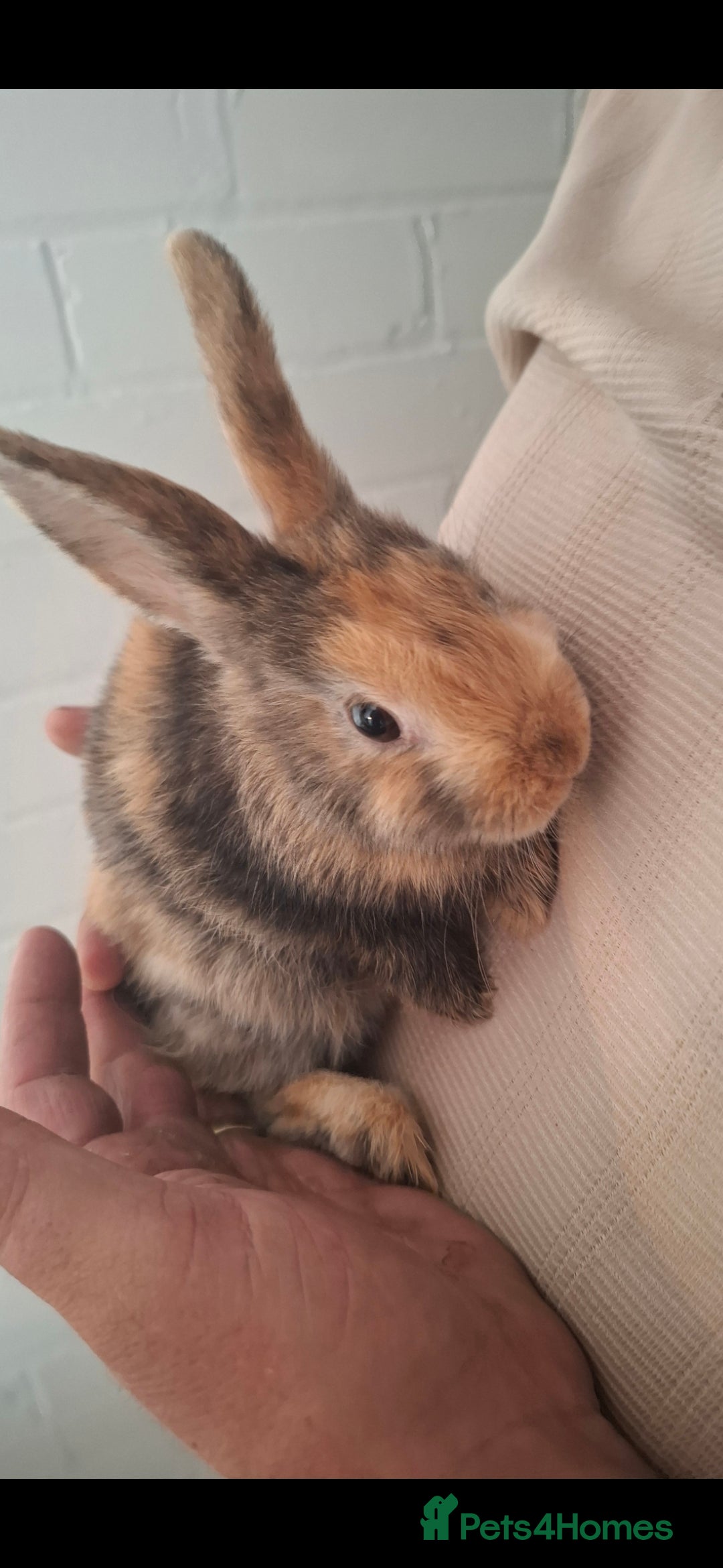 English Spot rabbits for sale: English spot x dwarf  - Image 12
