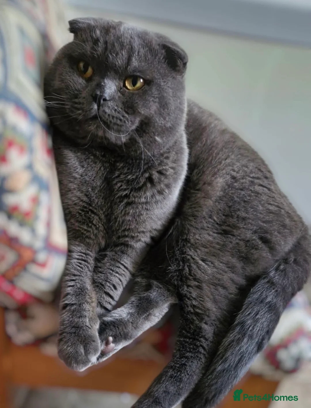 Scottish Fold cats for sale: Scottish fold kittens  - Advert 9