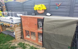 Guinea Pig rodents for sale: Pair of Guinea Pigs - Image 14
