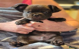 French Bulldog dogs for sale: Fluffy French Bulldog Puppies  - Image 9