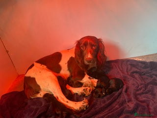 Cockapoo dogs - Advert 7