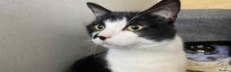 Domestic Shorthair cats for adoption: Timon - Advert 2