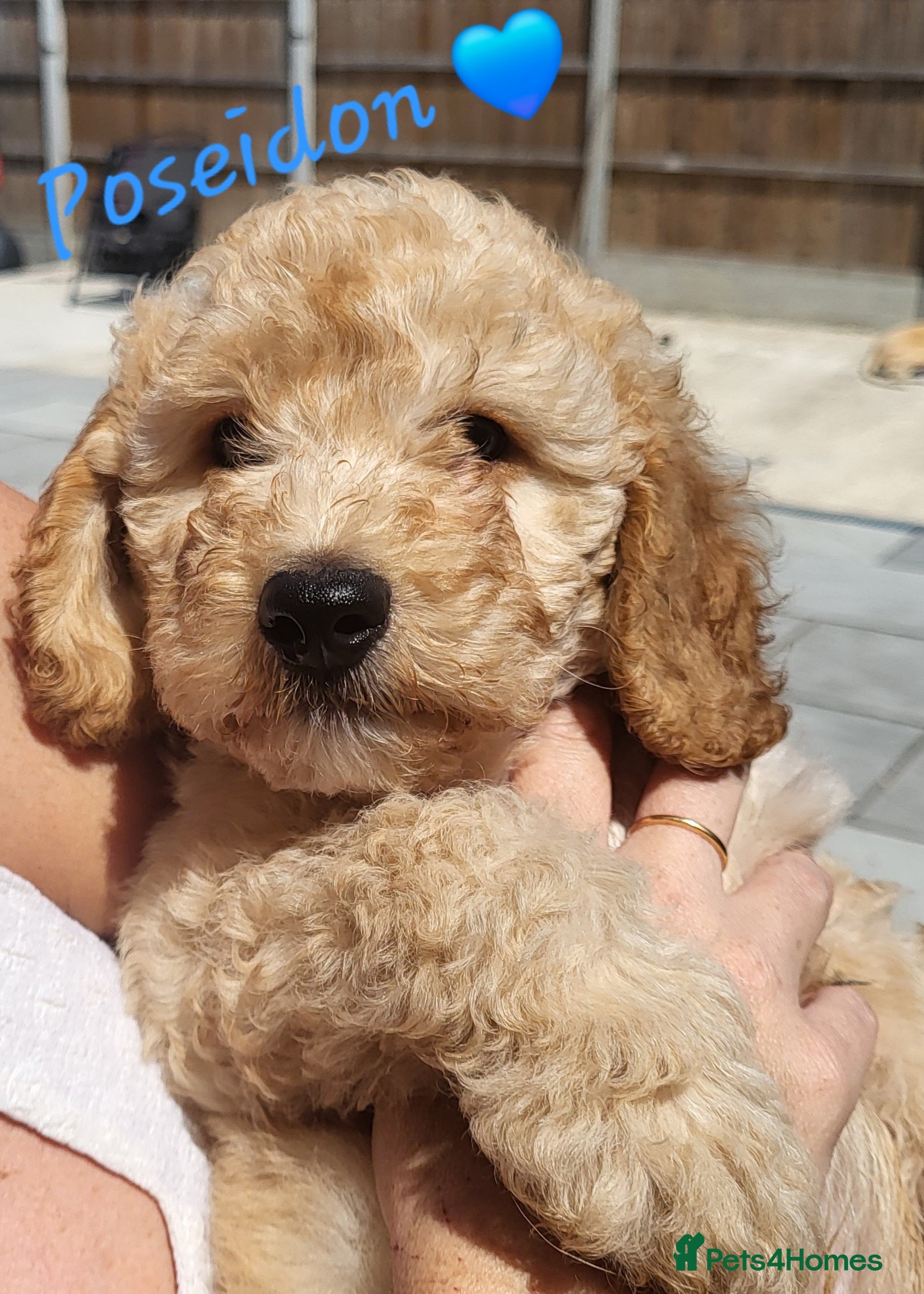 Cockapoo dogs Ready to go. Beautiful Home-Raised F1B Cockapoos  - Advert 15
