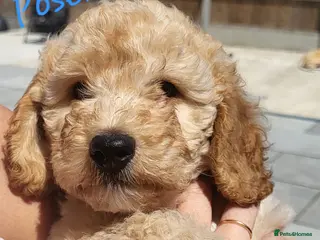 Cockapoo dogs Ready to go. Beautiful Home-Raised F1B Cockapoos - Advert 15