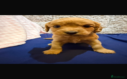 Cavapoo dogs for sale: beautiful cavapoo puppies ready to leave soon❤️ - Advert 7