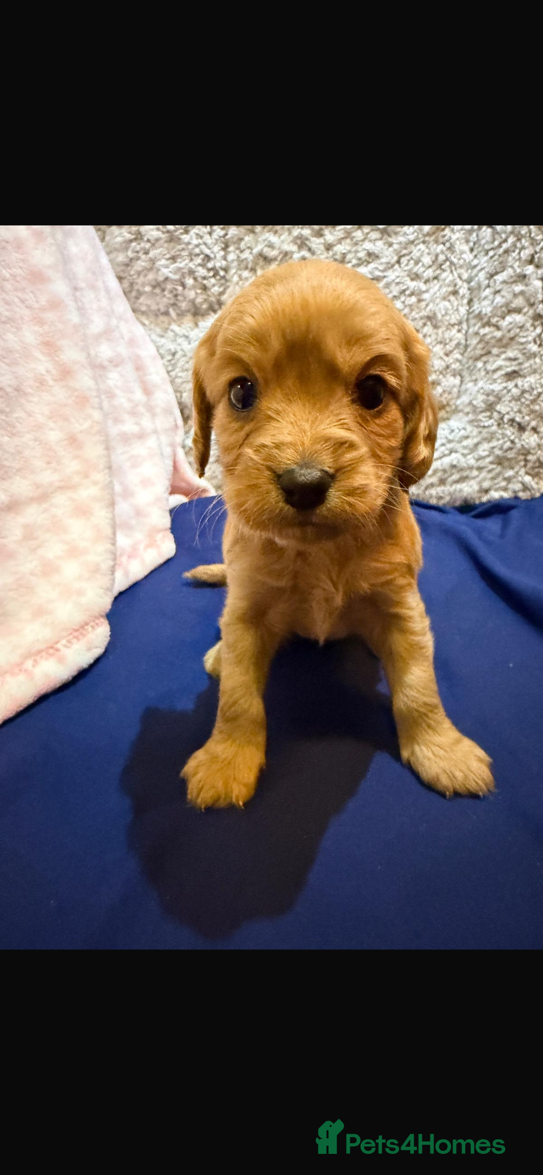 Cavapoo dogs for sale: beautiful cavapoo puppies ready to leave soon❤️ - Advert 7