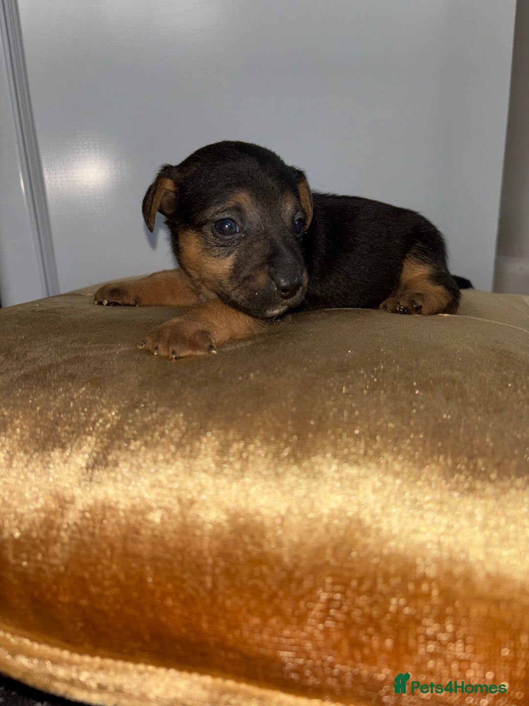 Jack Russell dogs for sale: 3 beautiful Jack Russell’s left 1 girl 2 boys  - Image 4