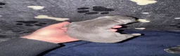 Mixed Breed dogs for sale: Puppies  in Havant - Advert 6