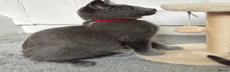Russian Blue cats for sale: Russian Blue Kittens  - Advert 7