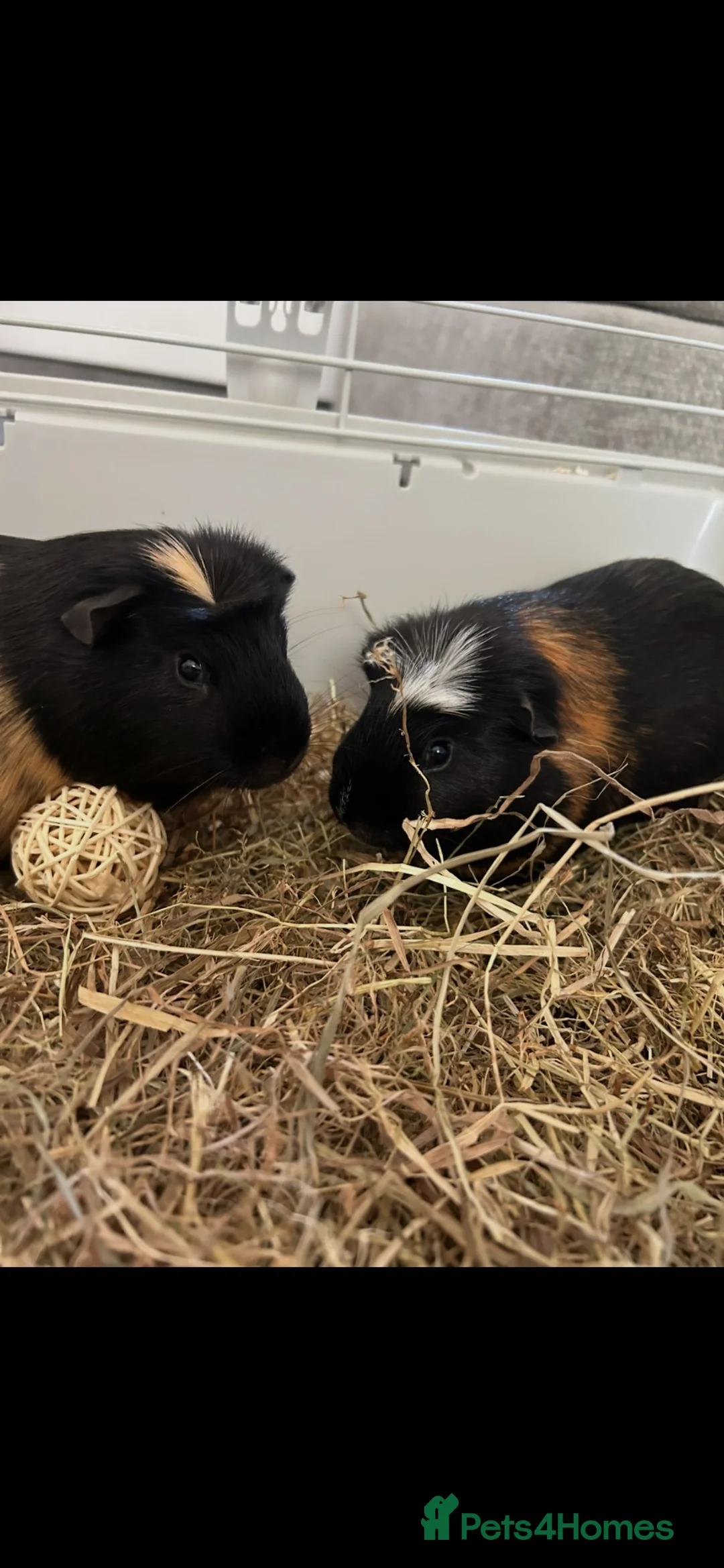 Guinea Pig rodents for sale: Two friendly guinea pigs  in Leicester - Advert 4