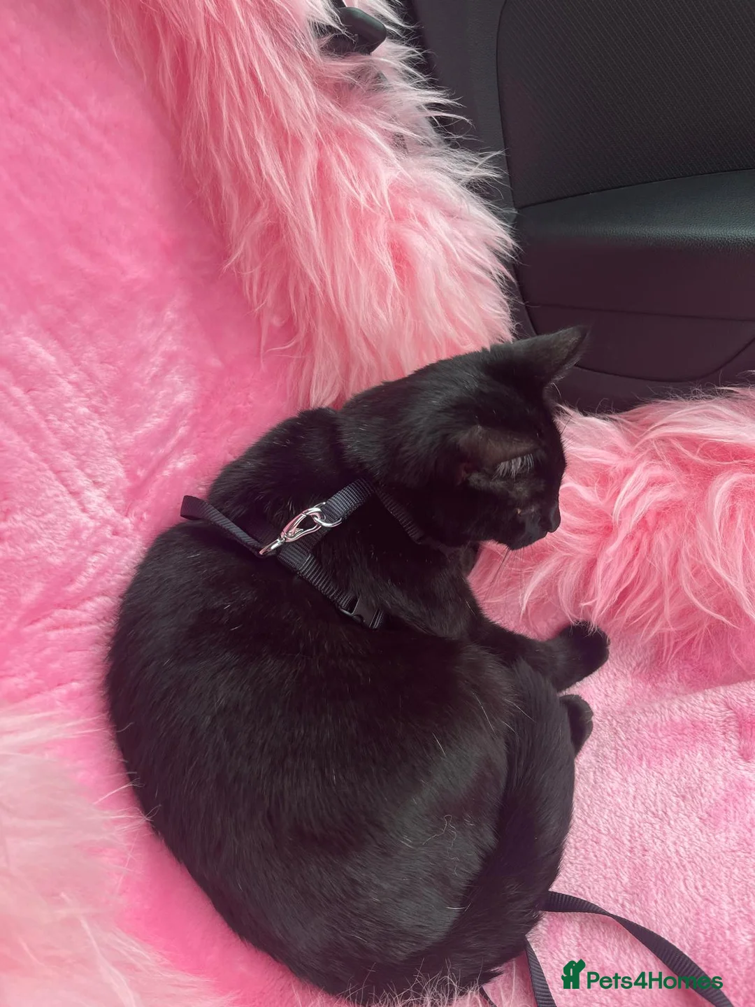 Mixed Breed cats for sale: 2 cats looking for a loving home - Advert 13