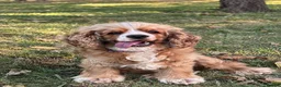 Cockapoo dogs for sale: Yankee Doodle Puppies F1 – American Cockapoos - Advert 13
