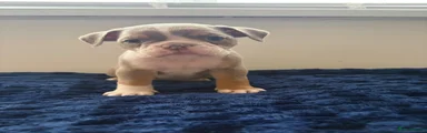 Lil