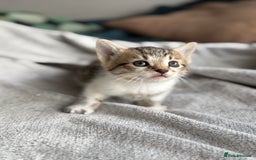 Mixed Breed cats for sale: Adorable Kittens Looking for Their Forever Homes ✨ - Image 19