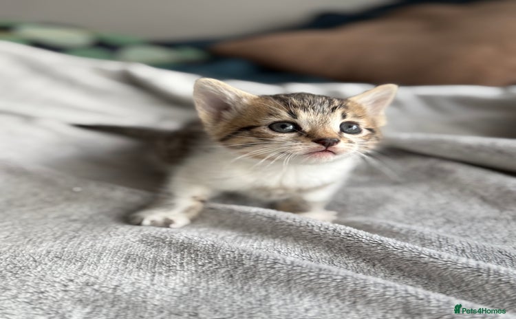 Mixed Breed cats - Advert 12