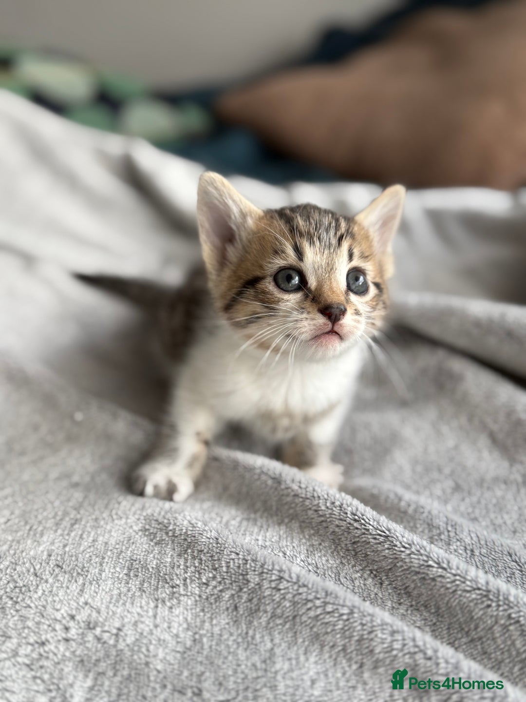 Mixed Breed cats for sale: Adorable Kittens Looking for Their Forever Homes ✨ - Image 19