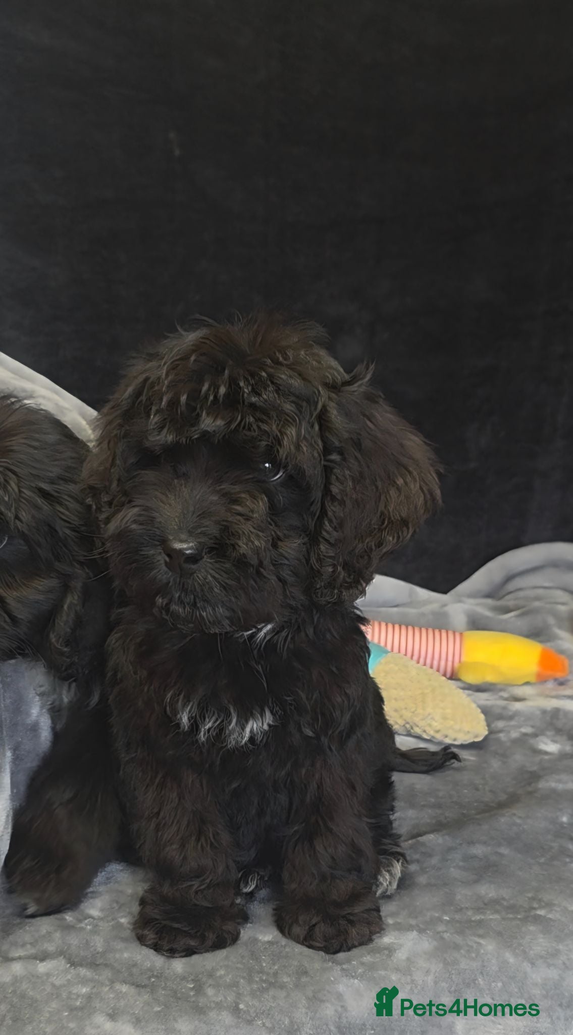Cockapoo dogs Adorable cockapoo puppys READY NOW  - Advert 1