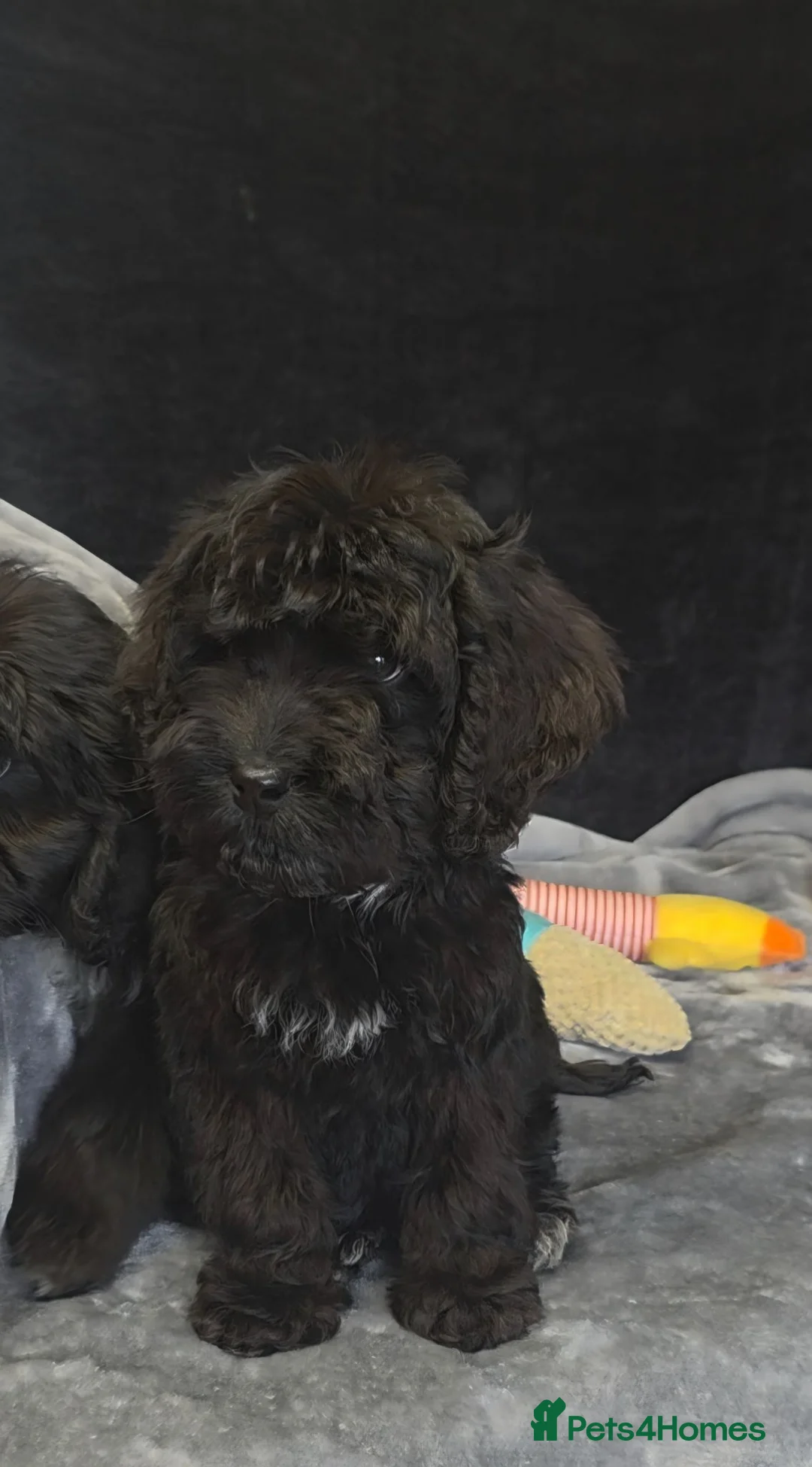 Cockapoo dogs for sale: Adorable cockapoo puppys READY NOW  - Advert 2