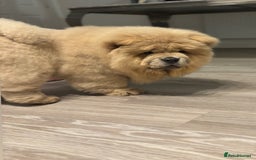 Chow Chow dogs for sale: Champion pedigree chow chow puppies in Northampton - Image 7