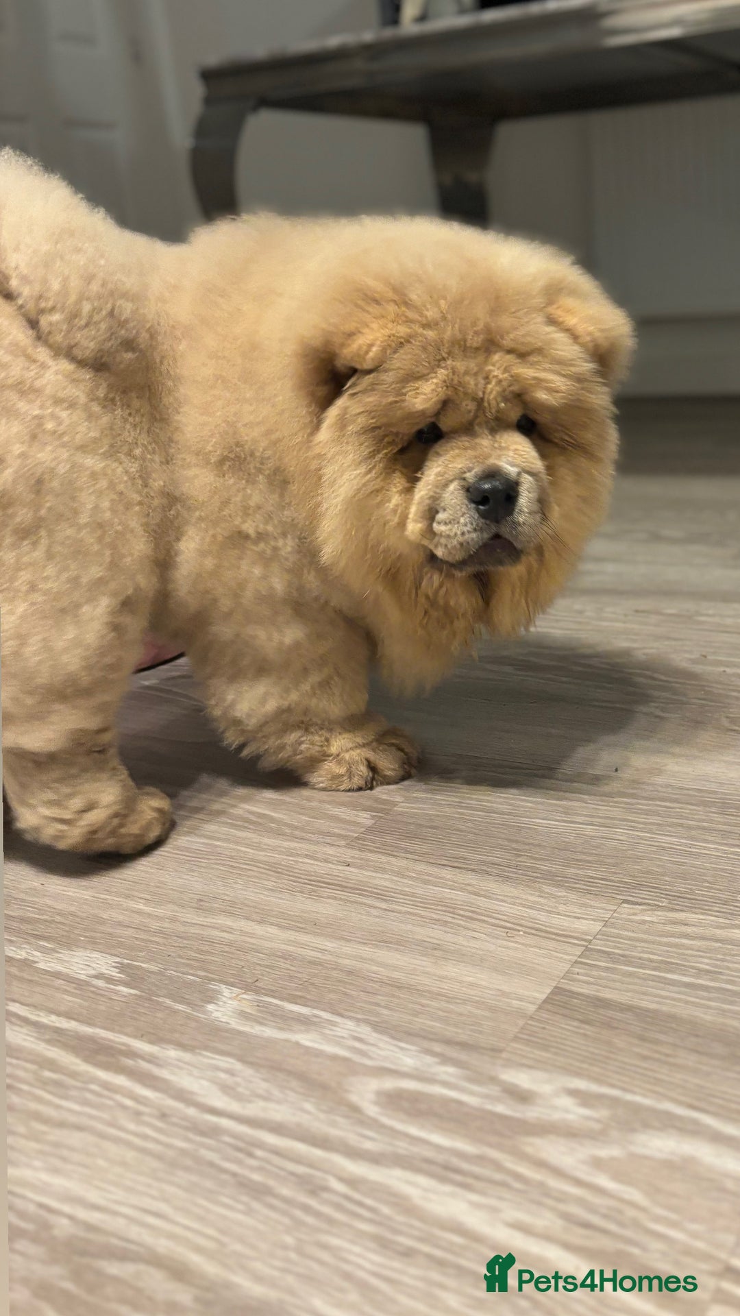 Chow Chow dogs for sale: Champion pedigree chow chow puppies in Northampton - Image 7