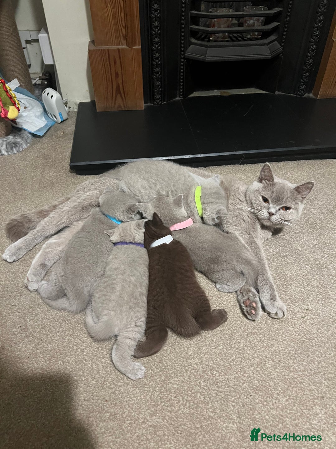 British Shorthair cats for sale: British Shorthair Kittens – Loving Homes Only 🐾 - Advert 19