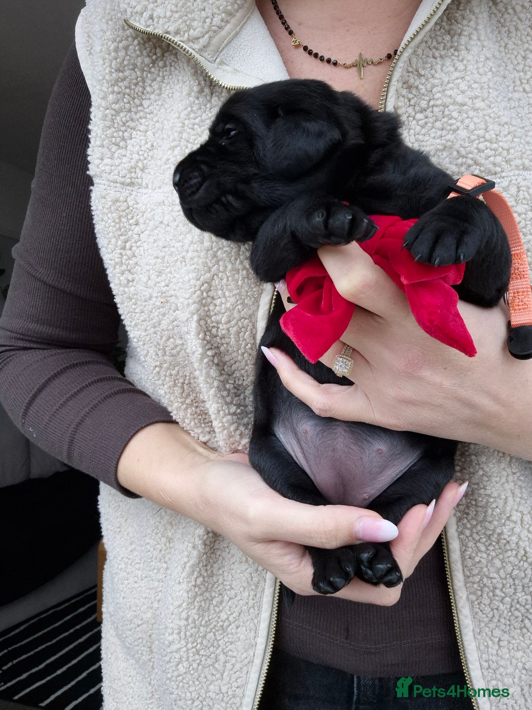 Labrador Retriever dogs for sale: Beautiful Puppies Looking for Loving Homes - Advert 14