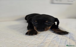 Dachshund dogs for sale: Beautiful dachshund babies  - Image 17