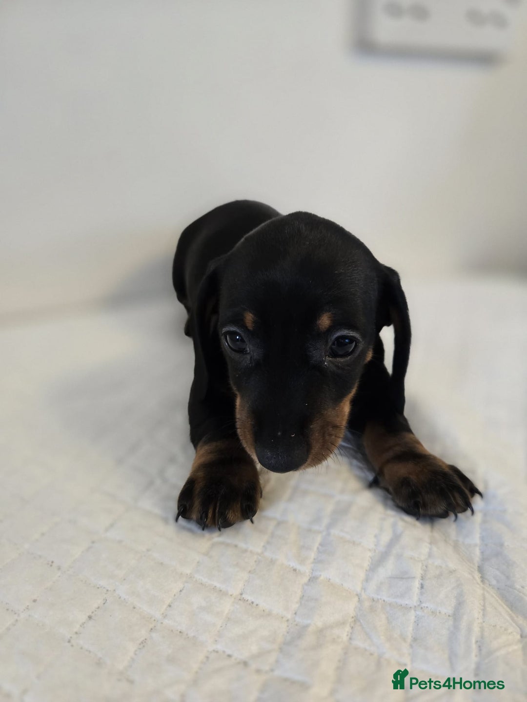 Dachshund dogs for sale: Beautiful dachshund babies  - Image 17